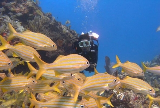 Buceo entre peces